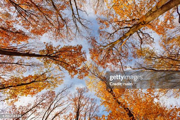 colourful autumn forest background - outubro imagens e fotografias de stock