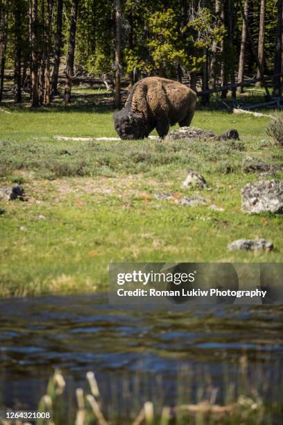 bison at yellowstone national park - national bison gebirge stock-fotos und bilder