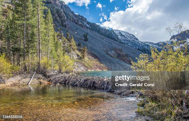 beaver dam in the sierra nevada mountains. in the inyo national forest. lundy creek area. - lundy canyon stock pictures, royalty-free photos & images