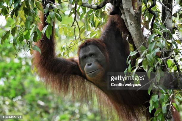 ein einsamer männlicher orang-utan im borneo-regenwald - orang utan stock-fotos und bilder