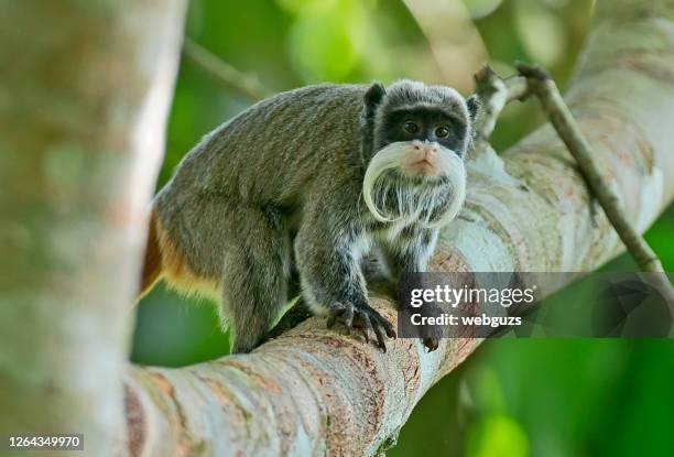 a emperor tamarin monkey in the amazon rain forest - tamarin monkey stock pictures, royalty-free photos & images