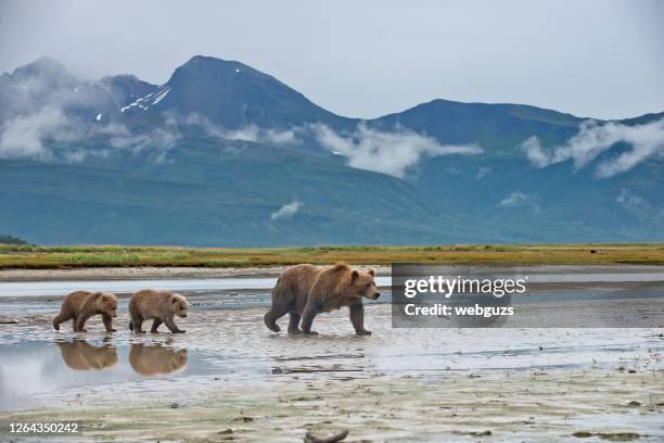 een bruine beer met 2 lentewelpen - alaska stockfoto's en -beelden