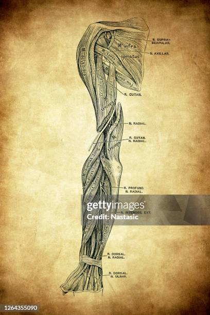 Extensor Group Elbow 1,399 Elbow Anatomy Stock Photos, High-Res Pictures, and Images - Getty ...