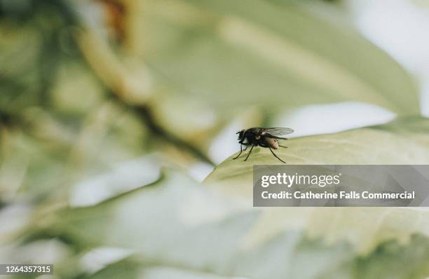 fly on a leaf - fishing bait stock pictures, royalty-free photos & images