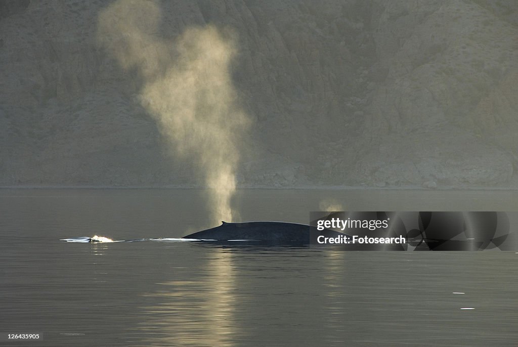 Blue whale (Balaenoptera musculus). The blows of two blue whales, an adult and a juvenile. Gulf of California.
