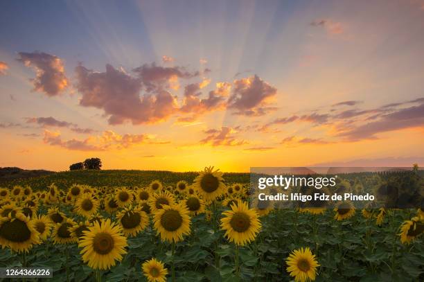 sunflower field, briviesca, burgos, spain. - girasol común fotografías e imágenes de stock