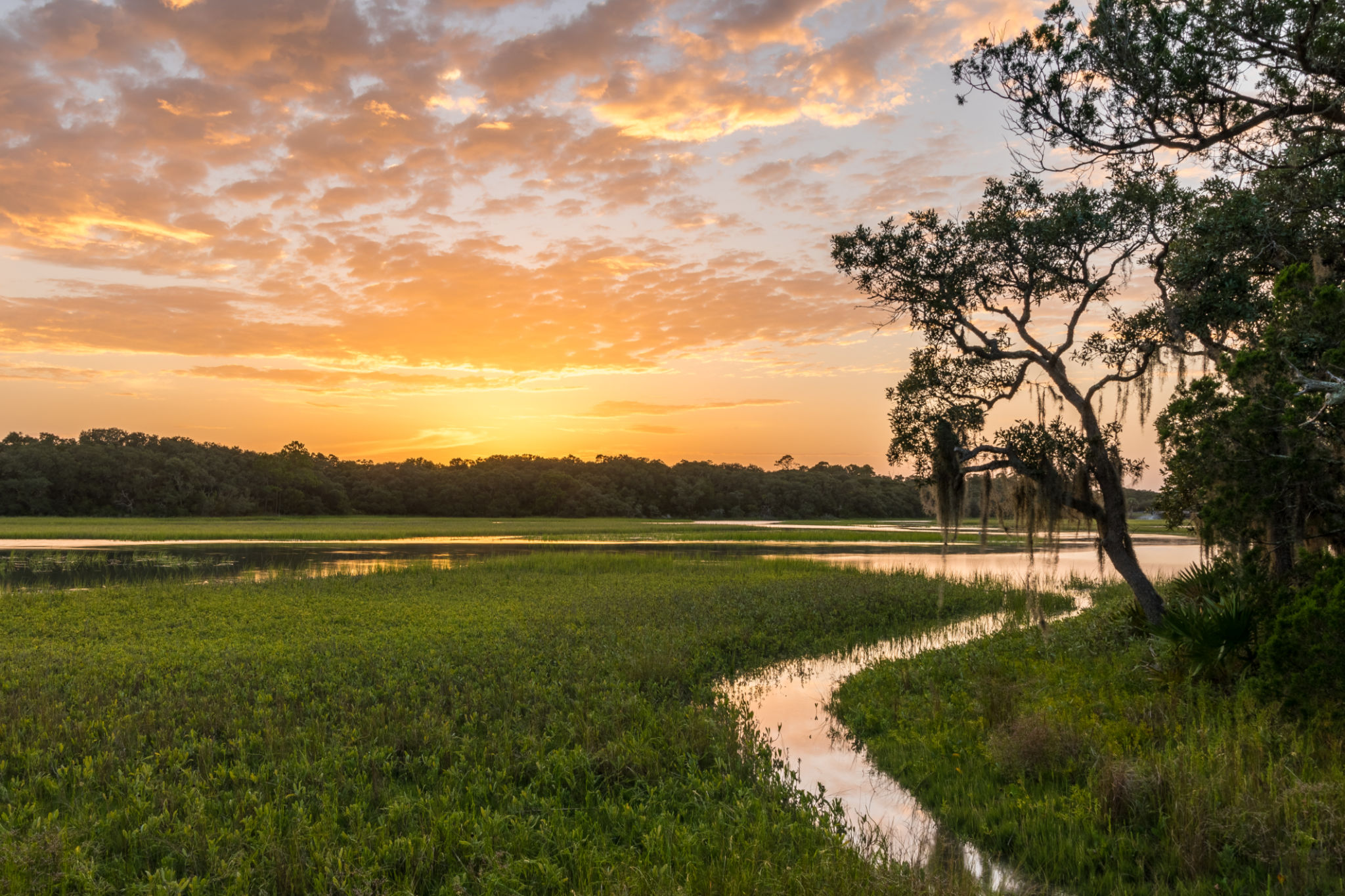 jacksonville nature