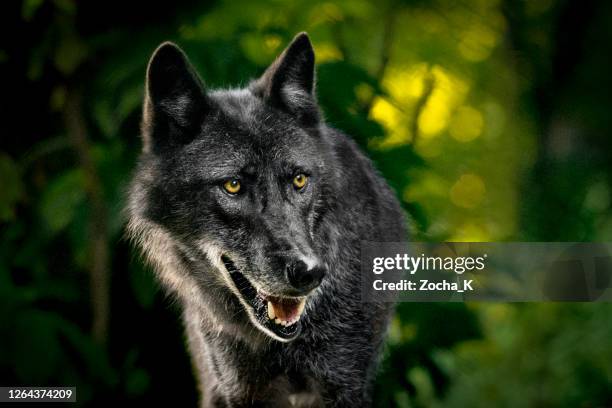 wolf im wald - wolf stock-fotos und bilder