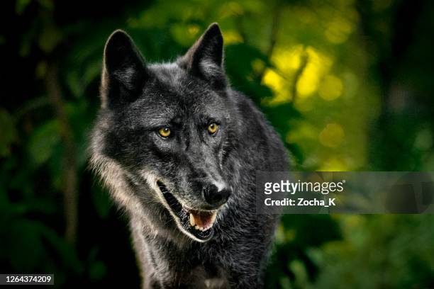 wolf in bos - leaf on roof stockfoto's en -beelden