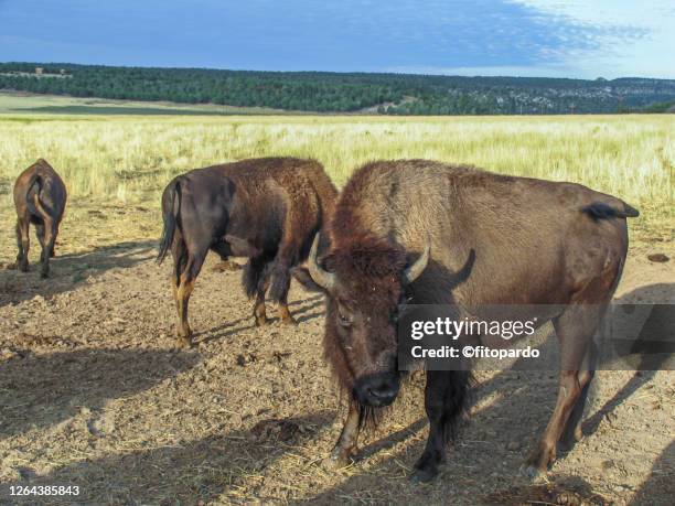 Bison Ranch Images 537 Bison Ranch Stock Photos, High-Res Pictures, and Images - Getty Images