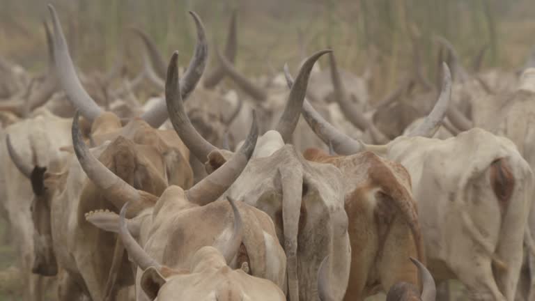 16 Dinka Tribe Stock Videos Footage 4K Video Clips Getty Images 16-dinka-tribe-stock-videos-footage-4k-video-clips-getty-images