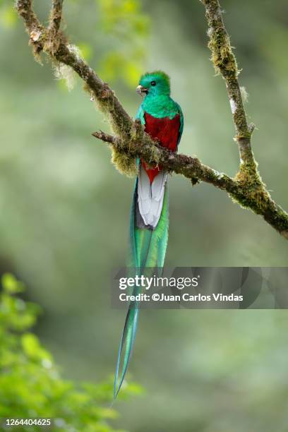 resplendent quetzal - quetzal stock pictures, royalty-free photos & images