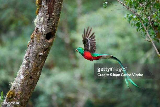 resplendent quetzal - oiseau tropical photos et images de collection