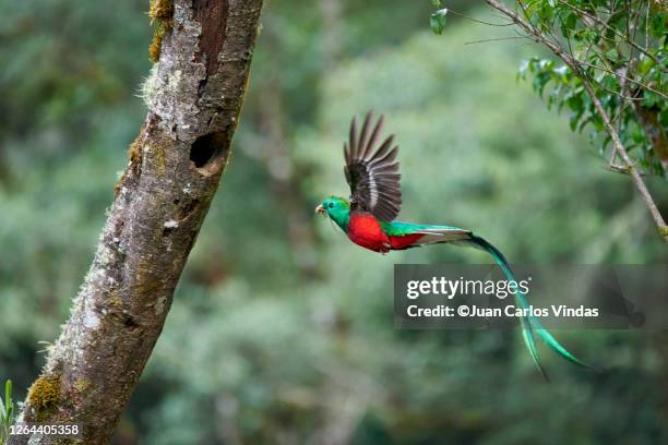 resplendent quetzal - resplendent quetzal stock pictures, royalty-free photos & images