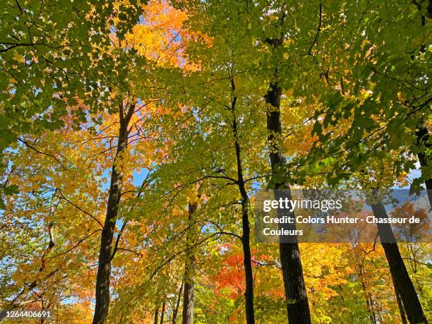 Mapleaf Forest 102 Dark Maple Wood Stock Photos, High-Res Pictures, and Images - Getty ...