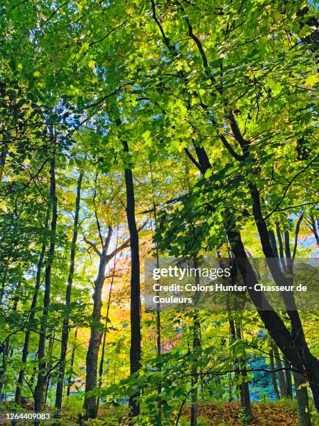 Mapleaf Forest 104 Dark Maple Wood Stock Photos, High-Res Pictures, and Images - Getty ...
