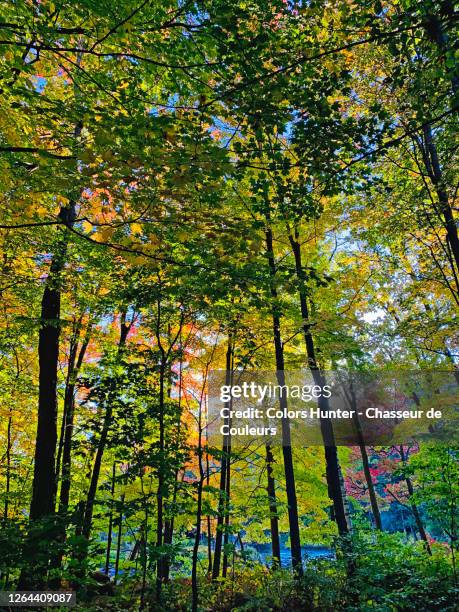 Mapleaf Forest 104 Dark Maple Wood Stock Photos, High-Res Pictures, and Images - Getty ...