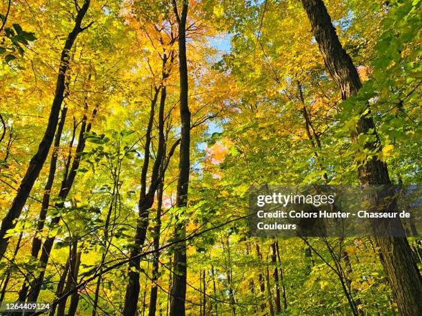 Mapleaf Forest 102 Dark Maple Wood Stock Photos, High-Res Pictures, and Images - Getty ...