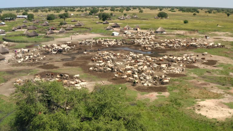 434 Cattle Camp Stock Videos Footage 4K Video Clips Getty Images 434-cattle-camp-stock-videos-footage-4k-video-clips-getty-images