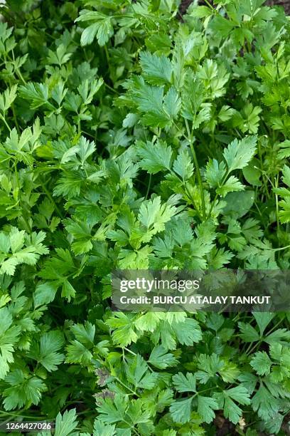 growing parsley in the garden - コリアンダー ストックフォトと画像