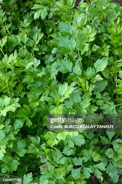 growing parsley in the garden - koriander stockfoto's en -beelden