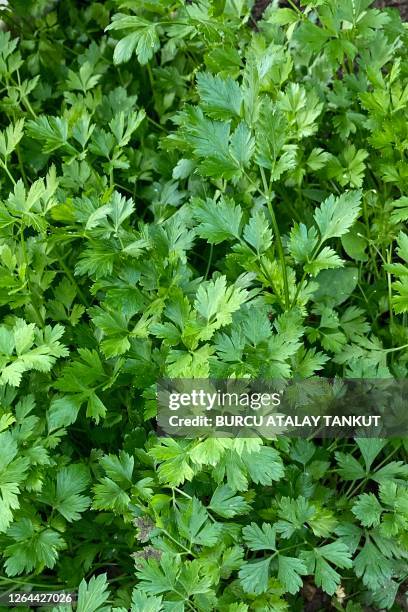 growing parsley in the garden - coriander stock pictures, royalty-free photos & images