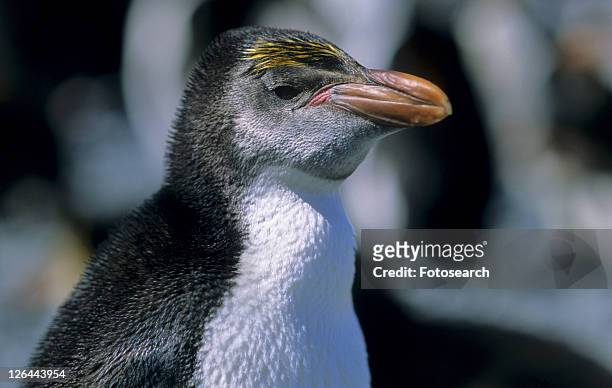 young royal penguin (eudyptes schlegeli). sandy bay, macquarie island, subantarctic australia. - eudyptes schlegeli stock pictures, royalty-free photos & images