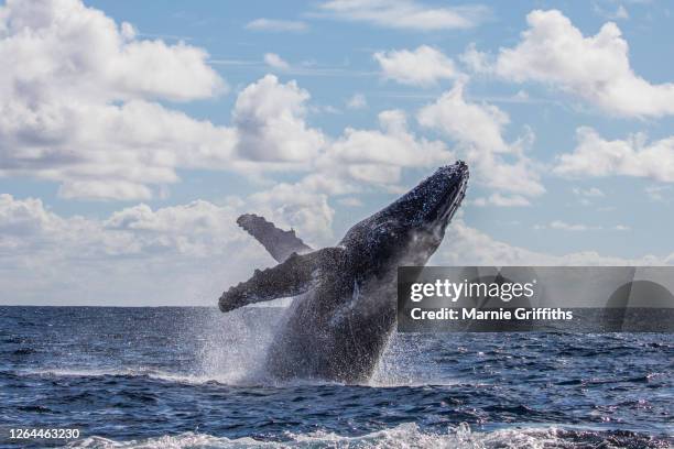 whale breach - jumping australia stock-fotos und bilder