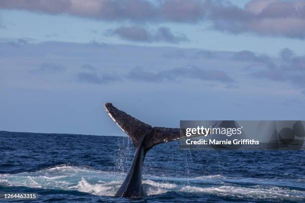 humpback whale tail - tail stock pictures, royalty-free photos & images