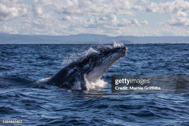 humpback whale head lunge - photos of humpback whales stock pictures, royalty-free photos & images