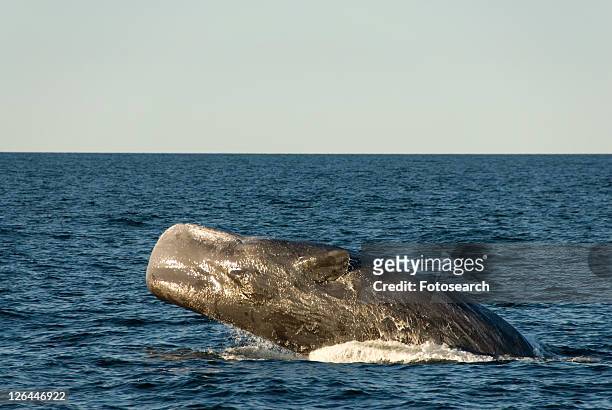 sperm whale. (physeter macrocephalus). a breaching sperm whale lands on its back. gulf of california. - ballena cachalote fotografías e imágenes de stock