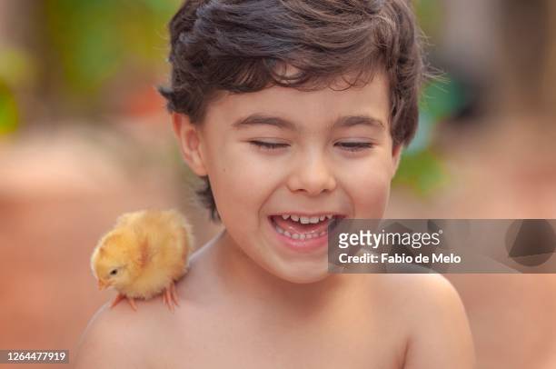 boy and his chicks - sorrisos stock-fotos und bilder