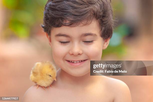 boy and his chicks - sorrisos bildbanksfoton och bilder