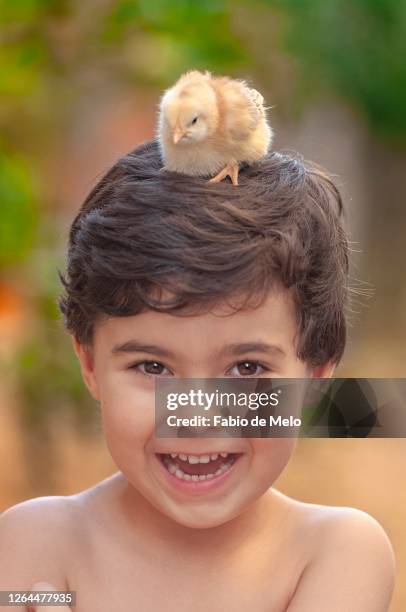 boy and his chicks - sorrisos stock-fotos und bilder