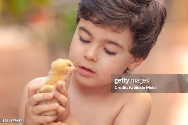 boy and his chicks - sorrisos stock-fotos und bilder