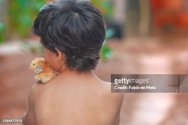boy and his chicks - sorrisos stock-fotos und bilder