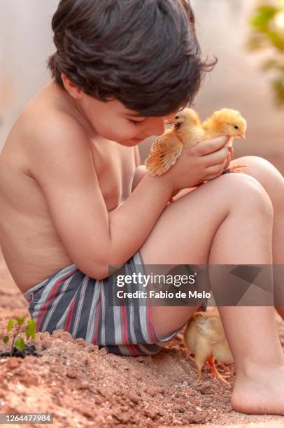 boy and his chicks - sorrisos stock-fotos und bilder