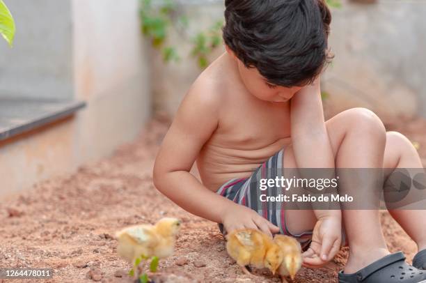 boy and his chicks - sorrisos stock-fotos und bilder