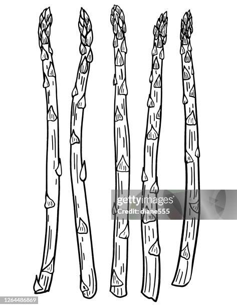 pen and ink hand drawn fresh asparagus - asparagus stock illustrations