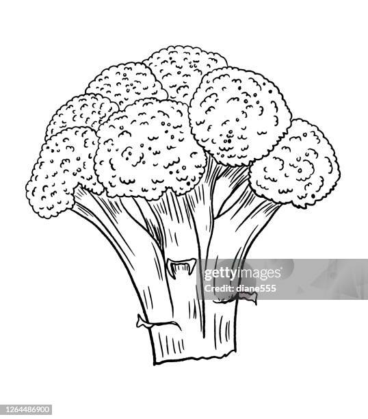 illustrazioni stock, clip art, cartoni animati e icone di tendenza di broccoli freschi disegnati a mano con penna e inchiostro - broccolo