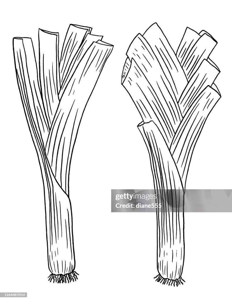 Pen And Ink Hand Drawn Fresh Leeks