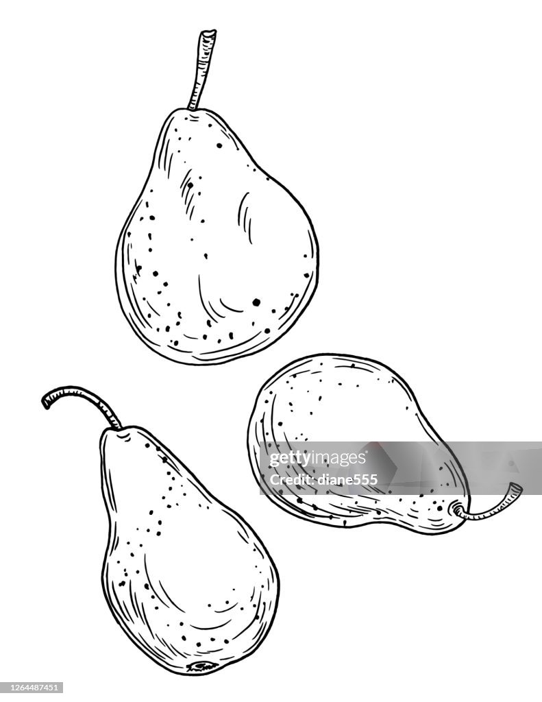 Pen And Ink Hand Drawn Pears