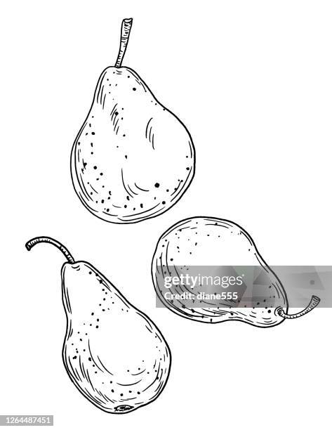 pen and ink hand drawn pears - pear stock illustrations