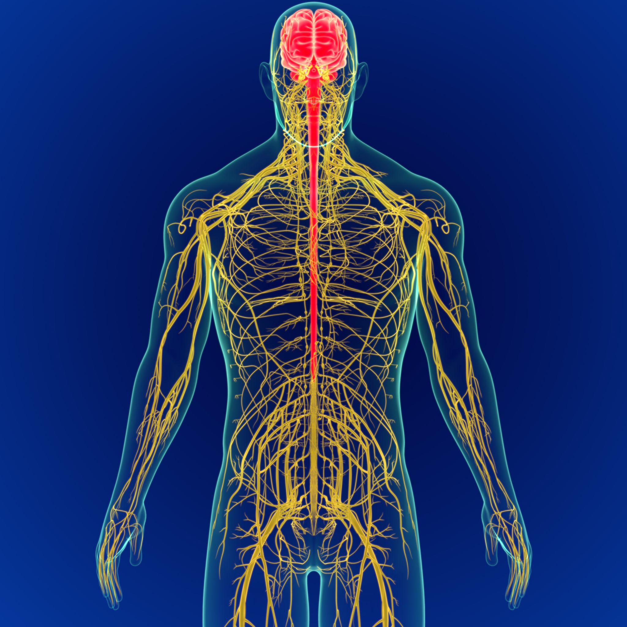 3D Illustration Human Brain with Nerves System Anatomy 3D 3D Illustration Human Brain with Nerves System Anatomy 3D
