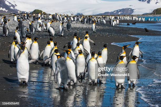 uk, south georgia and south sandwich islands, king penguin (aptenodytes patagonicus) colony on salisbury plain - king penguin imagens e fotografias de stock