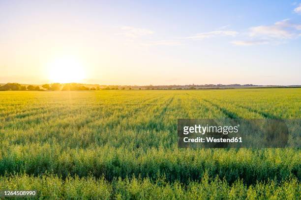 vast green oat (avena sativa) field at summer sunset - エンバク ストックフォトと画像
