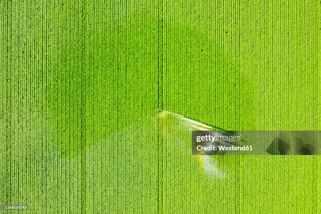 Aerial view of sprinkler watering vast potato field in summer