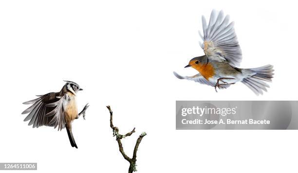 close-up of crested tit (lophophanes cristatus) and robin (erithacus rubecula), in flight on a white background. - bird fotografías e imágenes de stock