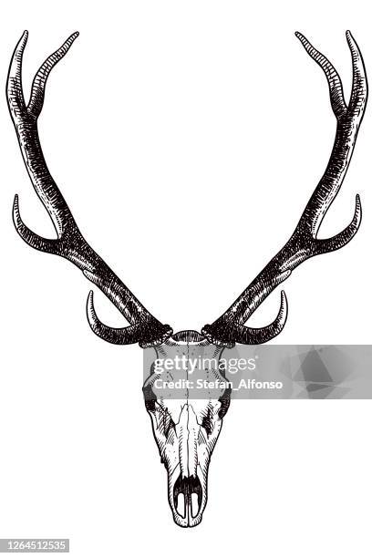 drawing of skull and antlers of a deer - animal skull stock illustrations