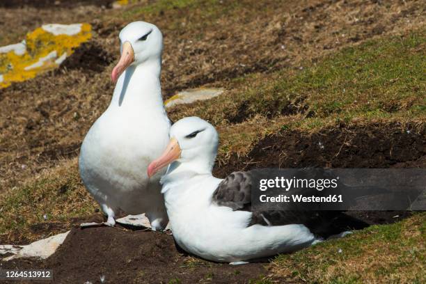 portrait of two black-browed albatrosses (thalassarche melanophris) - black browed albatross stock pictures, royalty-free photos & images